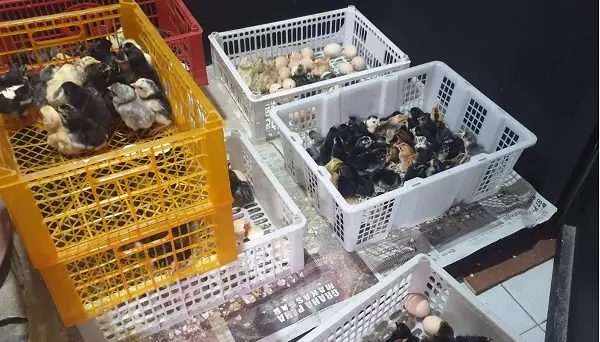 Distributor Bibit Ayam kampung unggul RR Farm Luncurkan Ayam KATAR